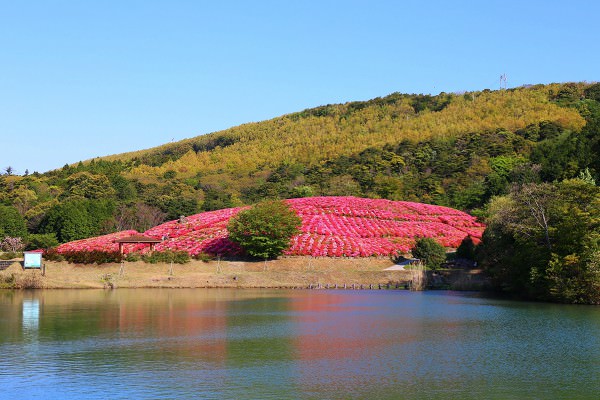 스가 모다 공원 진달래