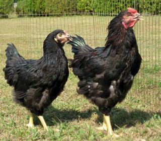 Choshu Black Kashiwa 1