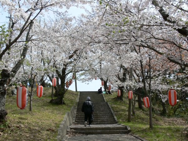 오지산・벚꽃 (1)