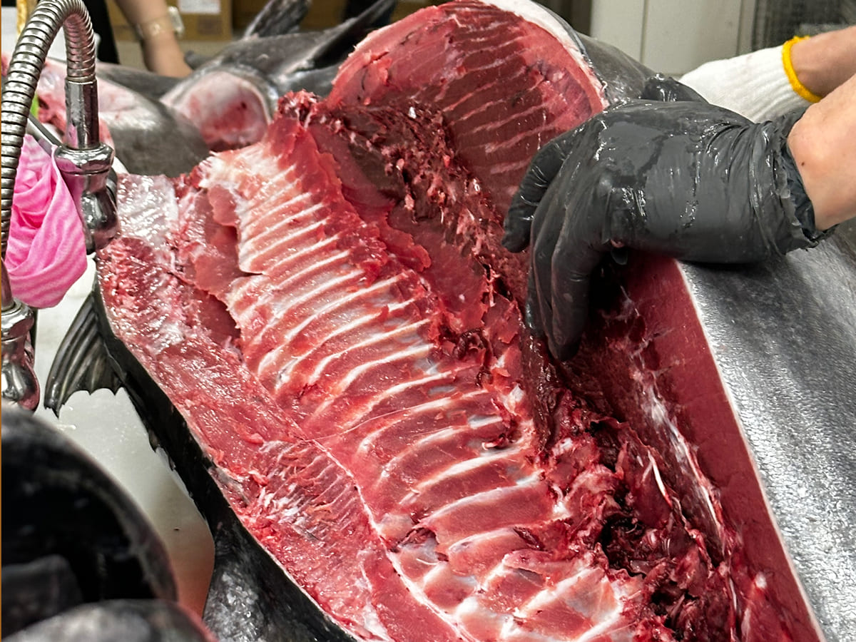 マグロ解体の様子