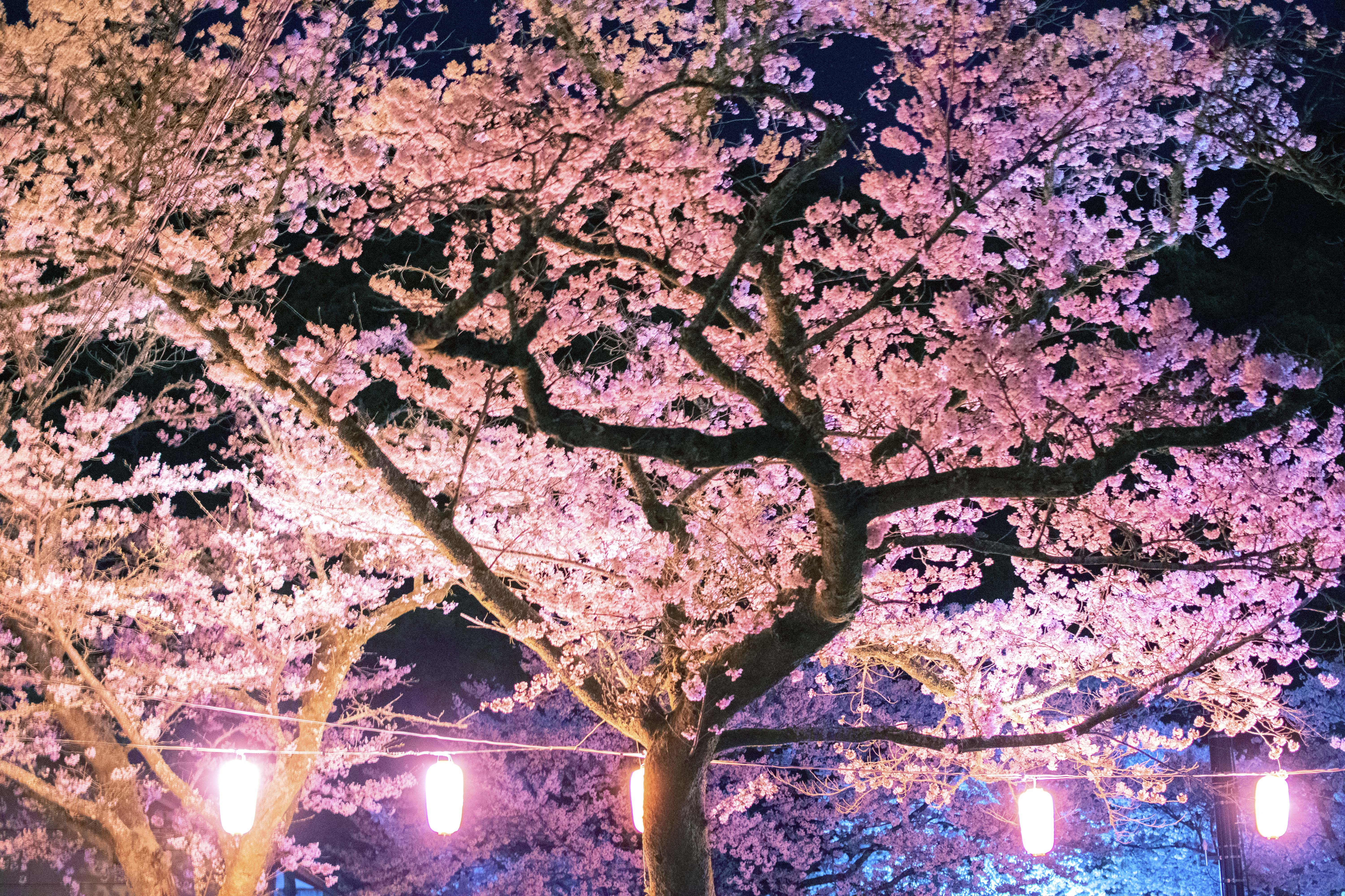 大寧寺で桜のライトアップが始まりました  山口県長門市観光サイト ななび