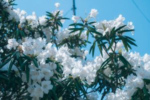 俵山しゃくなげ園(2026)