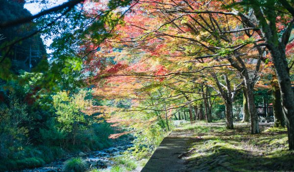 931【真作】大麟道趾 一行書 掛軸／曹洞宗 大寧寺36世 山口県長門市