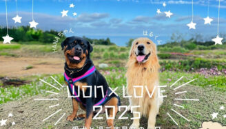 棚田の花段「WON×LOVE 2025」